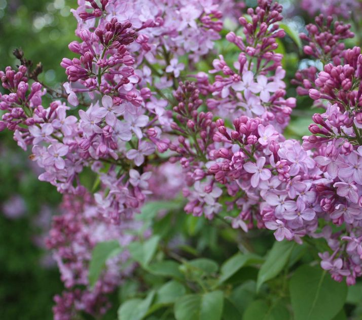 Featured image for Franktown Lilac Festival