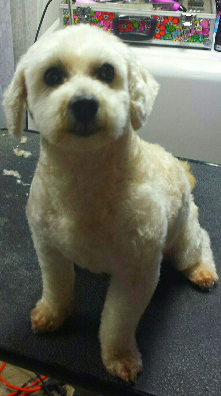 Almonte Dog Grooming Almonte Dog Grooming