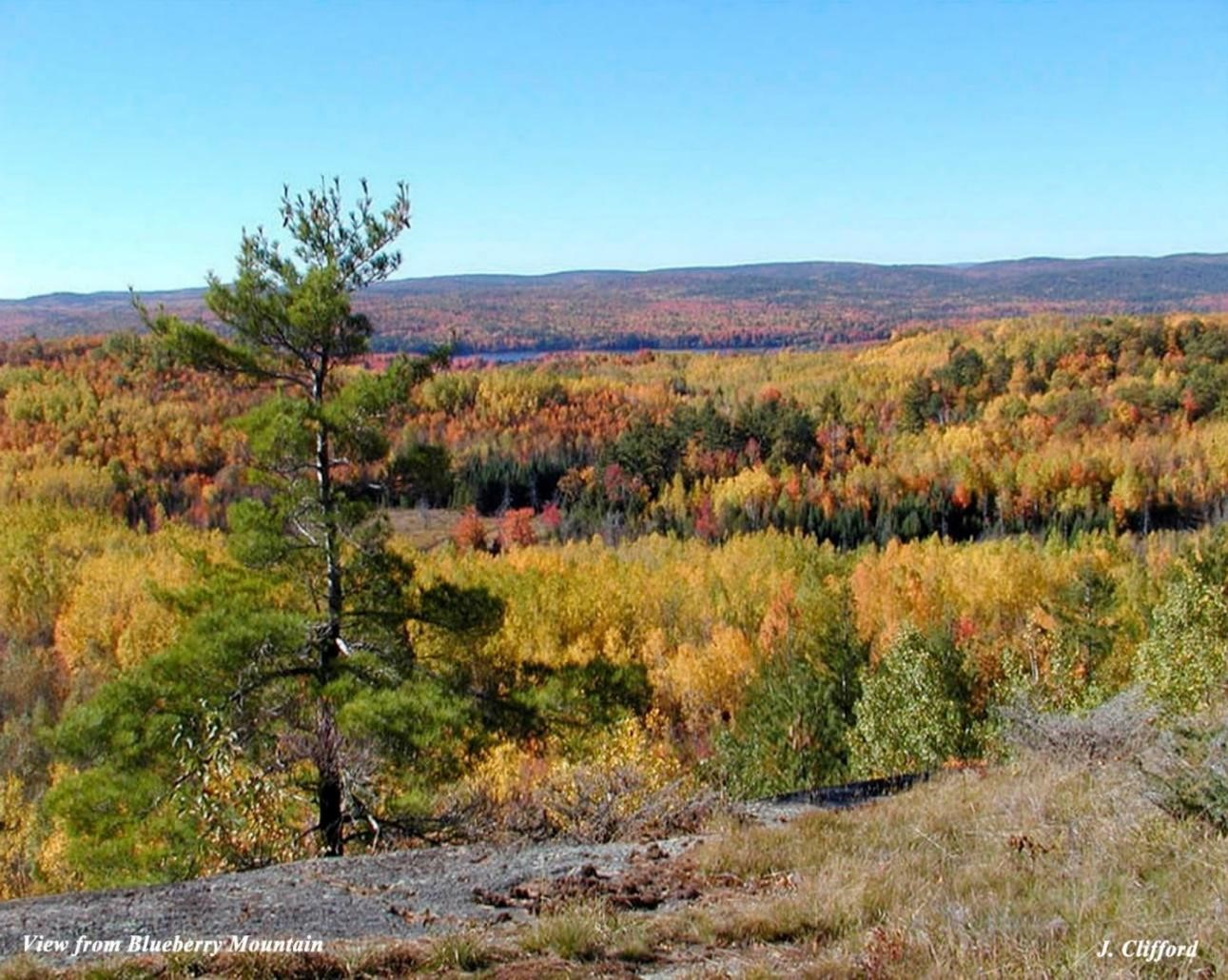 Featured image for Fall Colours Walk on Blueberry Mtn